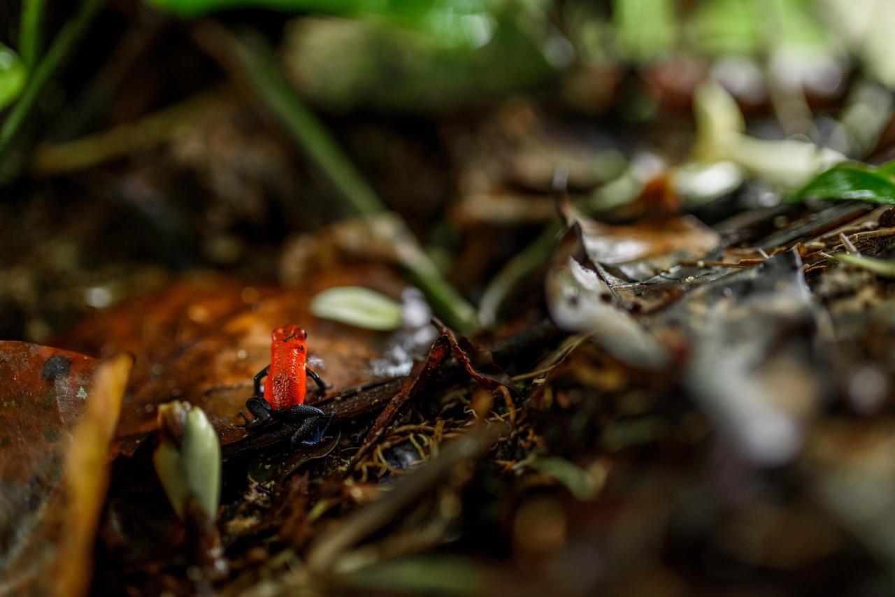 Volcano Gold Loft La Fortuna Dış mekan fotoğraf